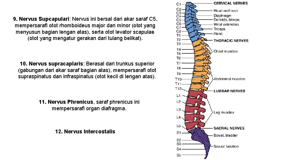 9. Nervus Supcapulari: Nervus ini bersal dari akar saraf C 5, mempersarafi otot rhomboideus