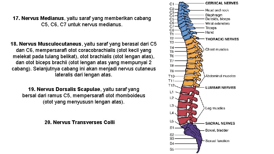 17. Nervus Medianus, yaitu saraf yang memberikan cabang C 5, C 6, C 7