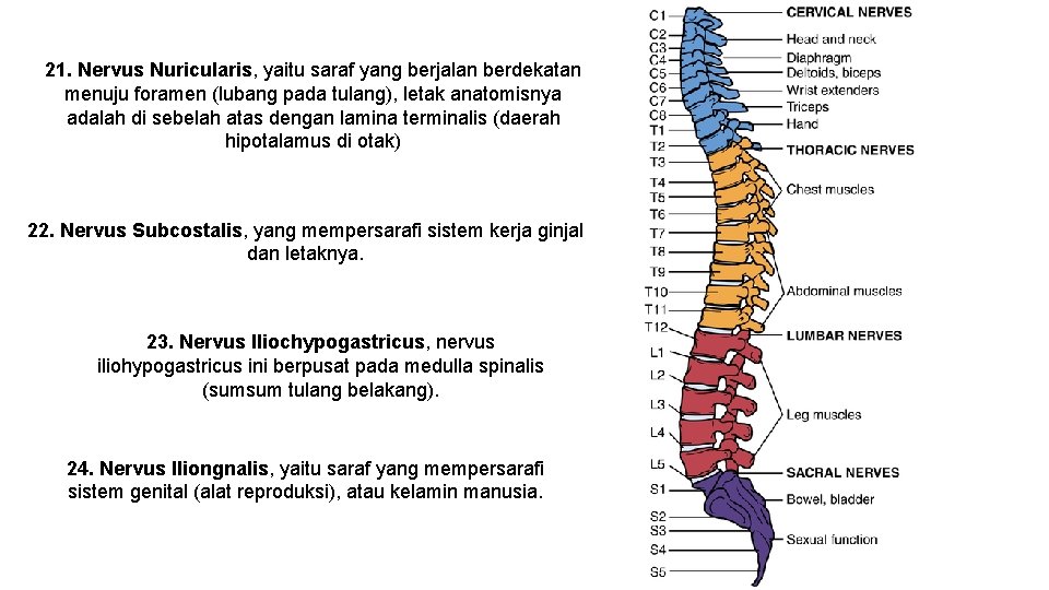 21. Nervus Nuricularis, yaitu saraf yang berjalan berdekatan menuju foramen (lubang pada tulang), letak
