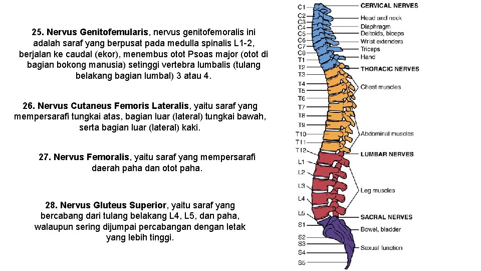 25. Nervus Genitofemularis, nervus genitofemoralis ini adalah saraf yang berpusat pada medulla spinalis L