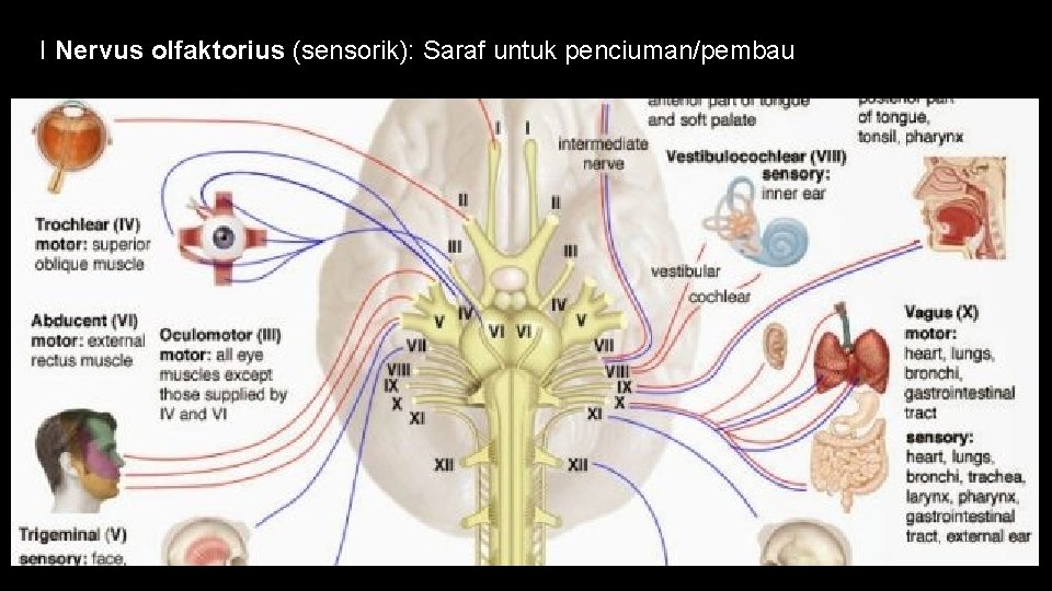 I Nervus olfaktorius (sensorik): Saraf untuk penciuman/pembau 