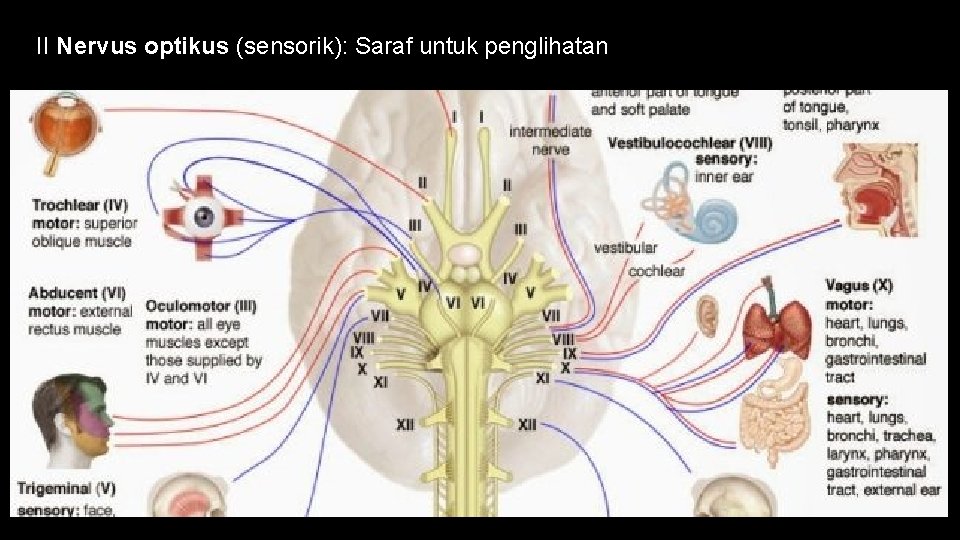 II Nervus optikus (sensorik): Saraf untuk penglihatan 