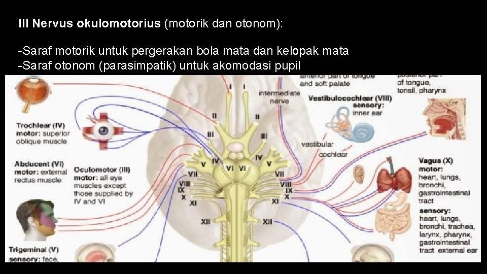 III Nervus okulomotorius (motorik dan otonom): -Saraf motorik untuk pergerakan bola mata dan kelopak