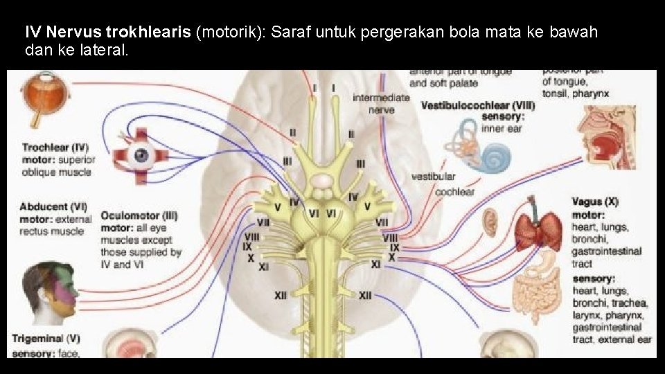 IV Nervus trokhlearis (motorik): Saraf untuk pergerakan bola mata ke bawah dan ke lateral.