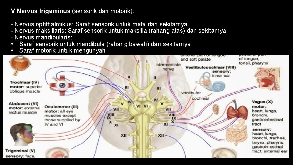 V Nervus trigeminus (sensorik dan motorik): - Nervus ophthalmikus: Saraf sensorik untuk mata dan