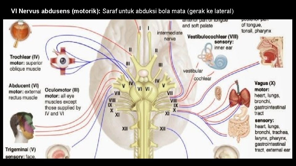 VI Nervus abdusens (motorik): Saraf untuk abduksi bola mata (gerak ke lateral) 