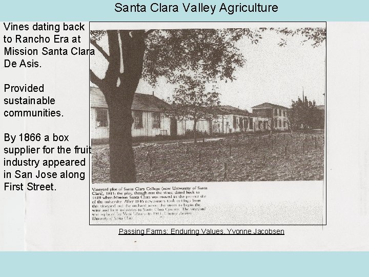 Santa Clara Valley Agriculture Vines dating back to Rancho Era at Mission Santa Clara