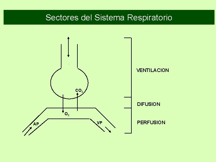 Sectores del Sistema Respiratorio VENTILACION CO 2 DIFUSION O 2 AP VP PERFUSION Sectores del Sistema Respiratorio VENTILACION CO 2 DIFUSION O 2 AP VP PERFUSION
