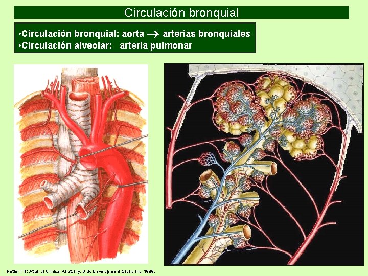 Circulación bronquial • Circulación bronquial: aorta arterias bronquiales • Circulación alveolar: arteria pulmonar Netter Circulación bronquial • Circulación bronquial: aorta arterias bronquiales • Circulación alveolar: arteria pulmonar Netter