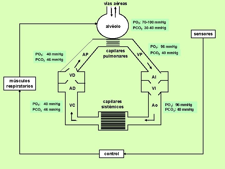 vías aéreas alvéolo sensores AP músculos respiratorios capilares pulmonares VP VD AI AD VI vías aéreas alvéolo sensores AP músculos respiratorios capilares pulmonares VP VD AI AD VI