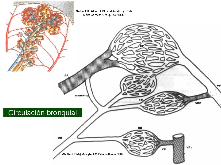 Netter FH: Atlas of Clinical Anatomy, Dx. R Development Group Inc, 1999. Circulación bronquial Netter FH: Atlas of Clinical Anatomy, Dx. R Development Group Inc, 1999. Circulación bronquial
