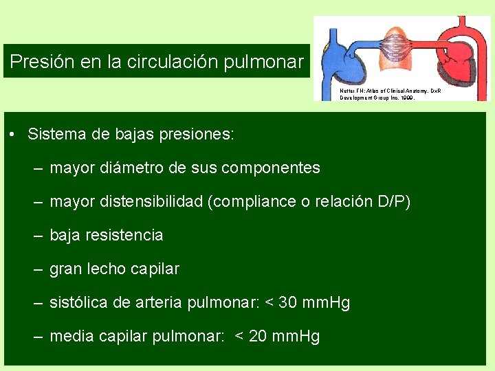 Presión en la circulación pulmonar Netter FH: Atlas of Clinical Anatomy, Dx. R Development Presión en la circulación pulmonar Netter FH: Atlas of Clinical Anatomy, Dx. R Development