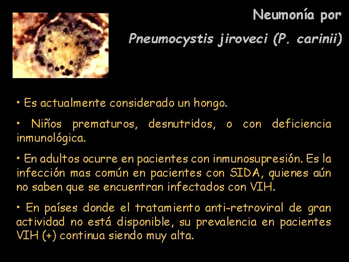 Neumonía por Pneumocystis jiroveci (P. carinii) • Es actualmente considerado un hongo. • Niños