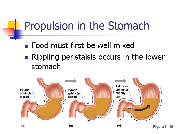 Propulsion in the Stomach n n Food must first be well mixed Rippling peristalsis