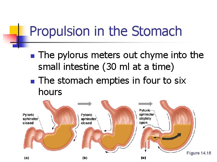 Propulsion in the Stomach n n The pylorus meters out chyme into the small