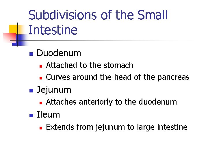 Subdivisions of the Small Intestine n Duodenum n n n Jejunum n n Attached
