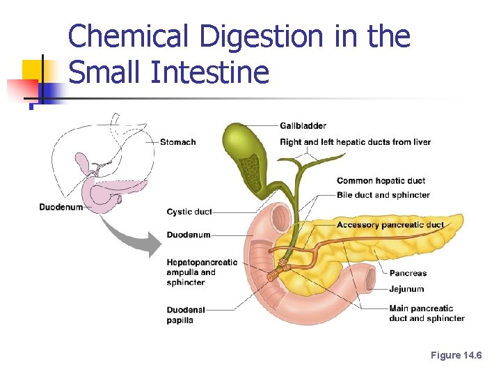 Chemical Digestion in the Small Intestine Figure 14. 6 