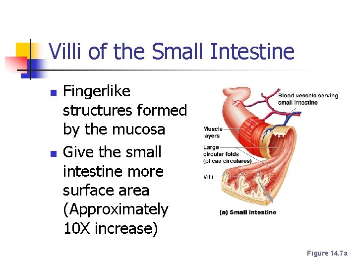 Villi of the Small Intestine n n Fingerlike structures formed by the mucosa Give