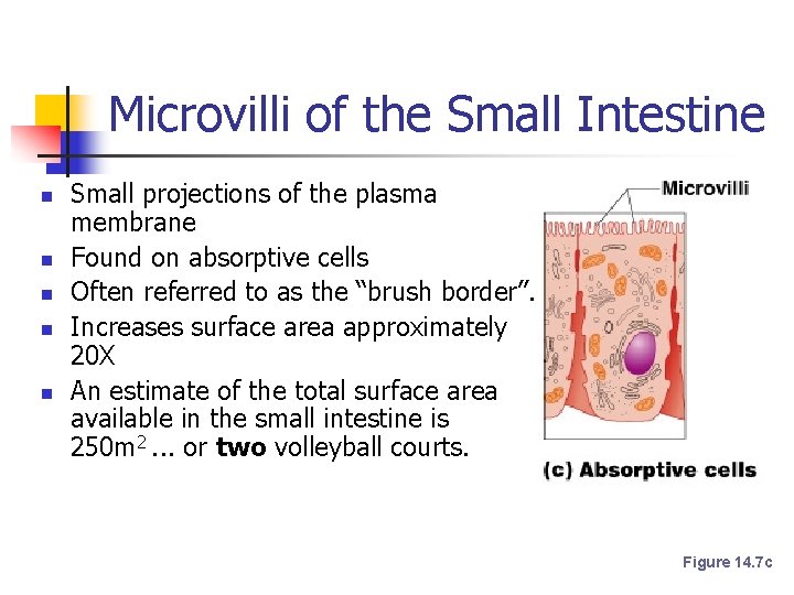 Microvilli of the Small Intestine n n n Small projections of the plasma membrane