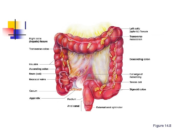 Large Intestine Figure 14. 8 