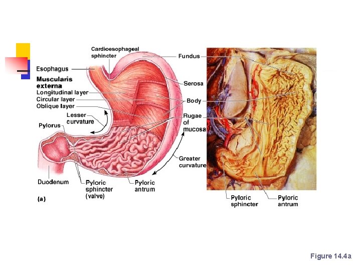 Stomach Anatomy Figure 14. 4 a 