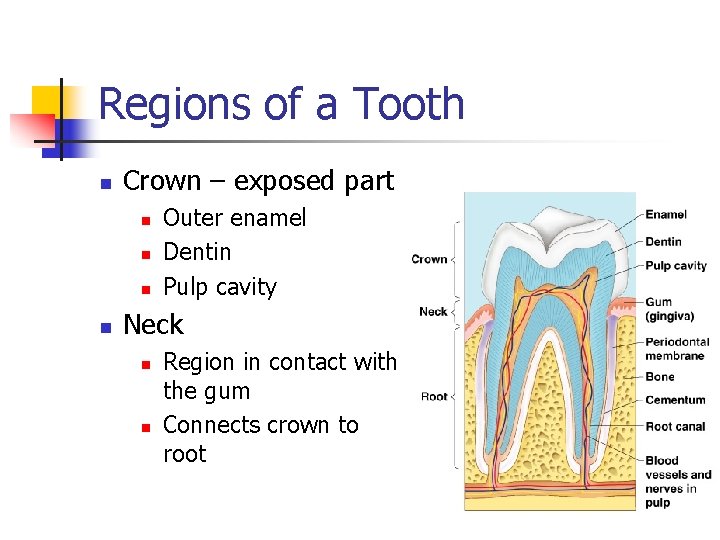 Regions of a Tooth n Crown – exposed part n n Outer enamel Dentin