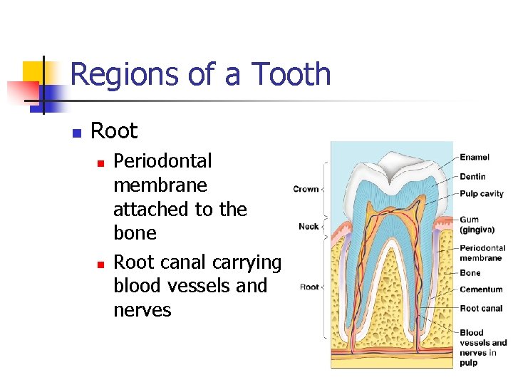 Regions of a Tooth n Root n n Periodontal membrane attached to the bone