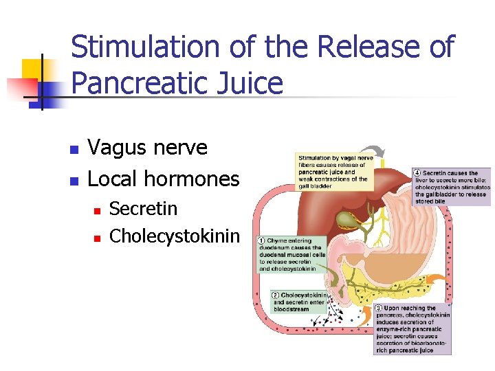 Stimulation of the Release of Pancreatic Juice n n Vagus nerve Local hormones n