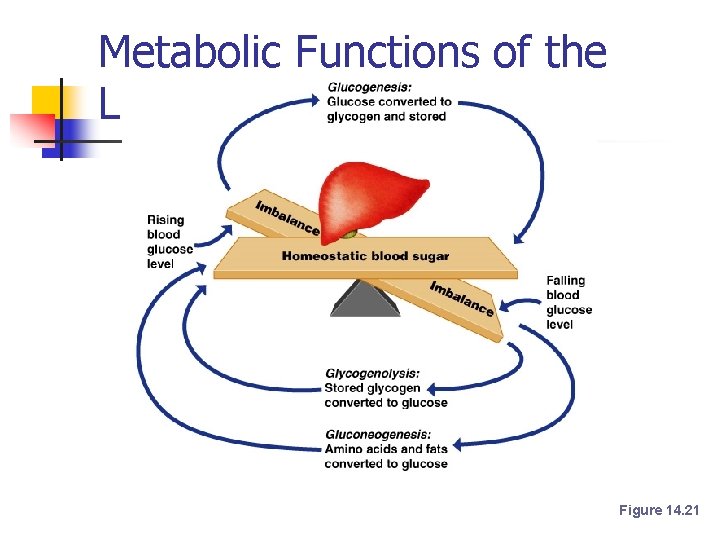 Metabolic Functions of the Liver Figure 14. 21 