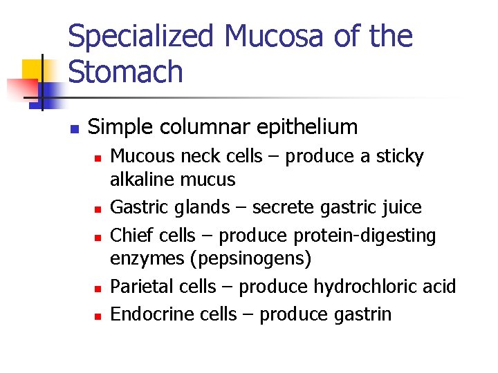 Specialized Mucosa of the Stomach n Simple columnar epithelium n n n Mucous neck