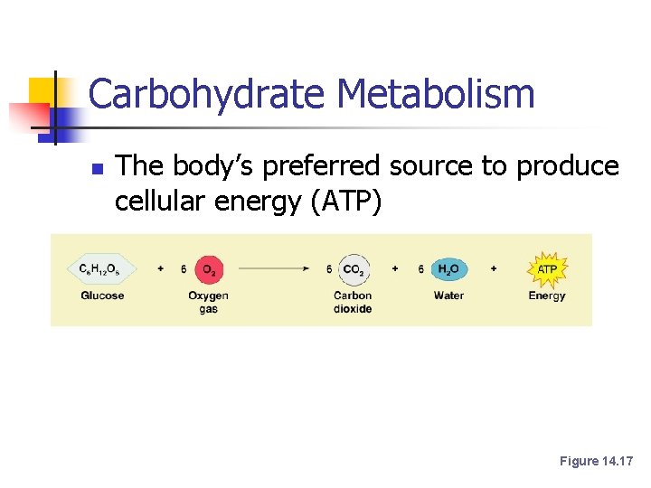 Carbohydrate Metabolism n n The body’s preferred source to produce cellular energy (ATP) Glucose