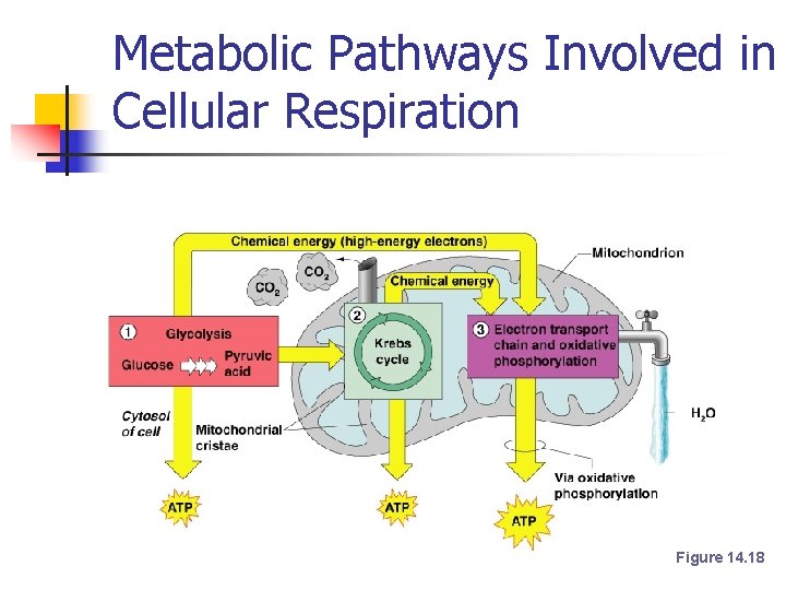 Metabolic Pathways Involved in Cellular Respiration Figure 14. 18 