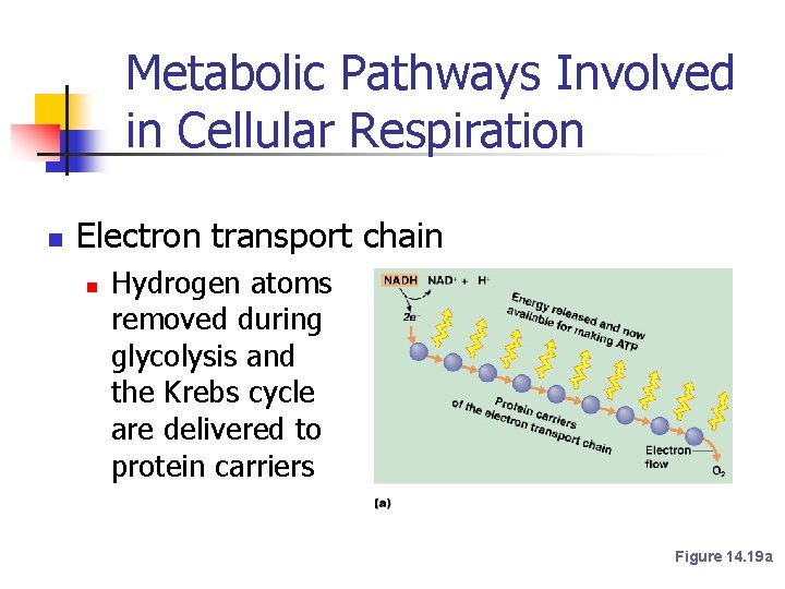 Metabolic Pathways Involved in Cellular Respiration n Electron transport chain n Hydrogen atoms removed