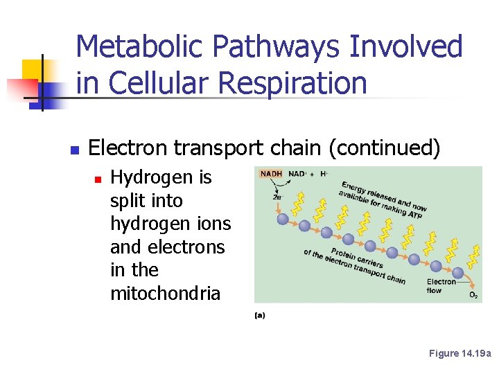 Metabolic Pathways Involved in Cellular Respiration n Electron transport chain (continued) n Hydrogen is