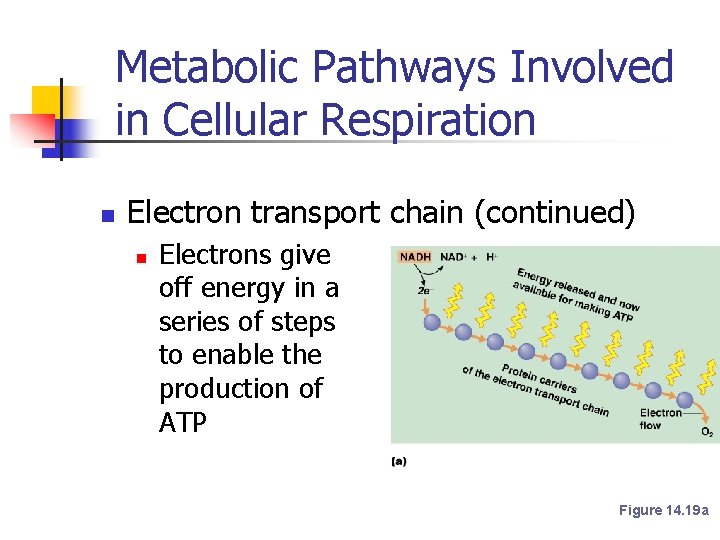 Metabolic Pathways Involved in Cellular Respiration n Electron transport chain (continued) n Electrons give