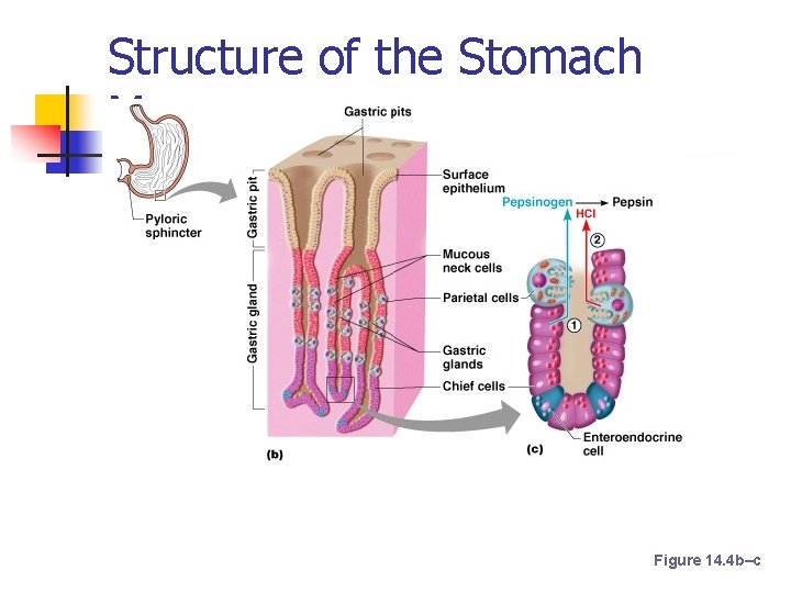 Structure of the Stomach Mucosa Figure 14. 4 b–c 