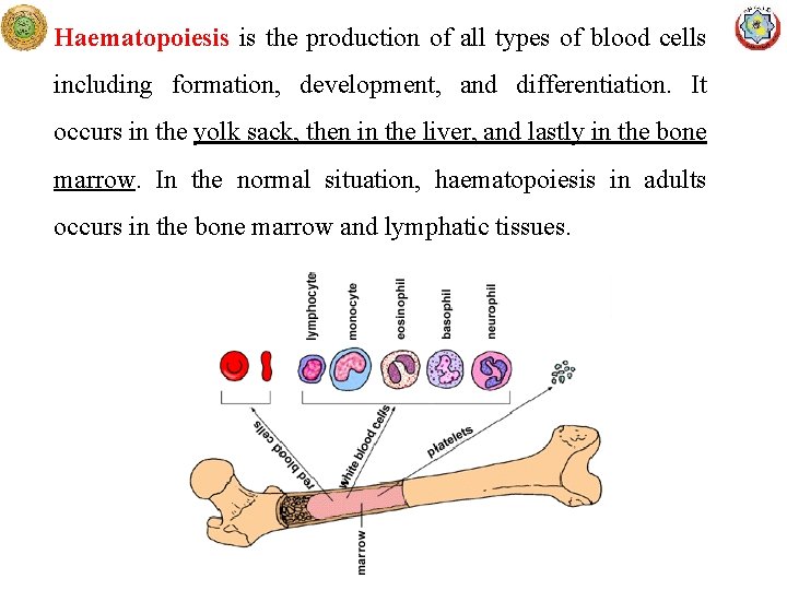 Haematopoiesis is the production of all types of blood cells including formation, development, and