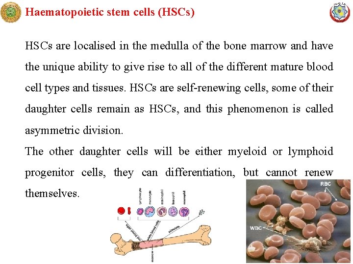 Haematopoietic stem cells (HSCs) HSCs are localised in the medulla of the bone marrow