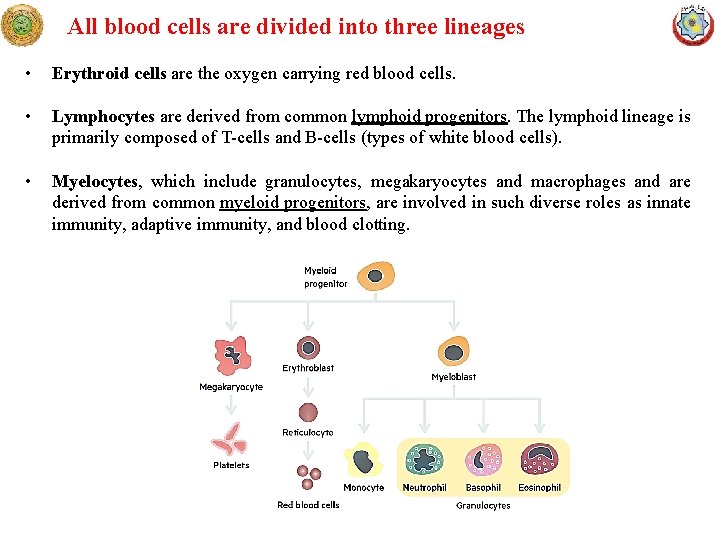All blood cells are divided into three lineages • Erythroid cells are the oxygen