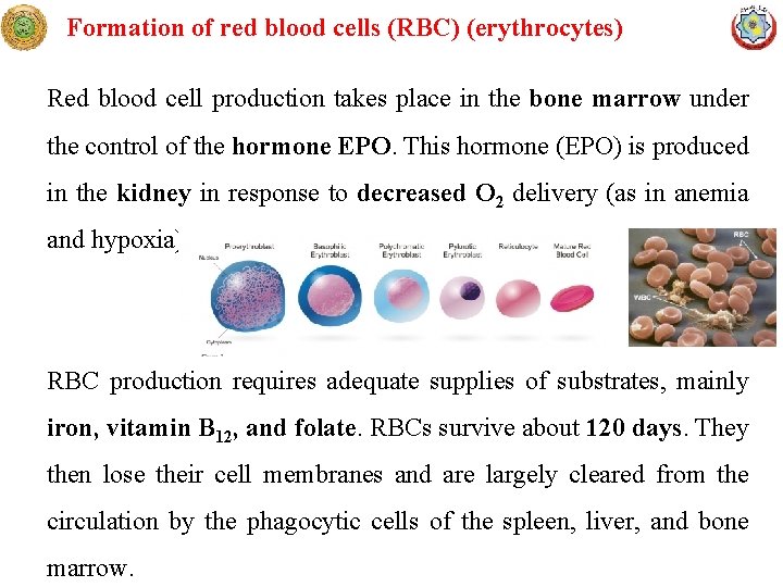 Formation of red blood cells (RBC) (erythrocytes) Red blood cell production takes place in
