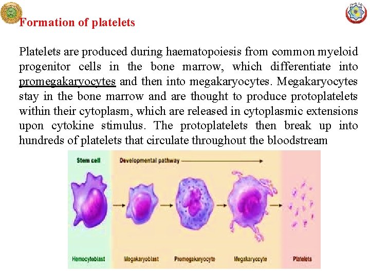 Formation of platelets Platelets are produced during haematopoiesis from common myeloid progenitor cells in