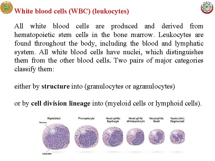 White blood cells (WBC) (leukocytes) All white blood cells are produced and derived from