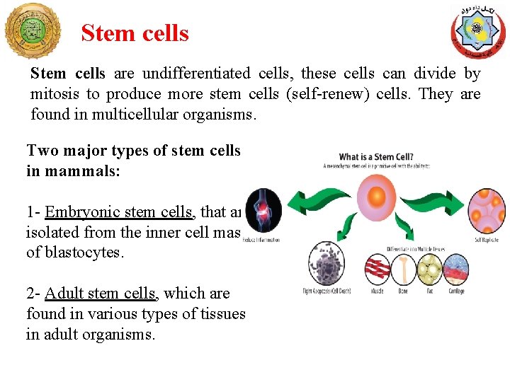 Stem cells are undifferentiated cells, these cells can divide by mitosis to produce more