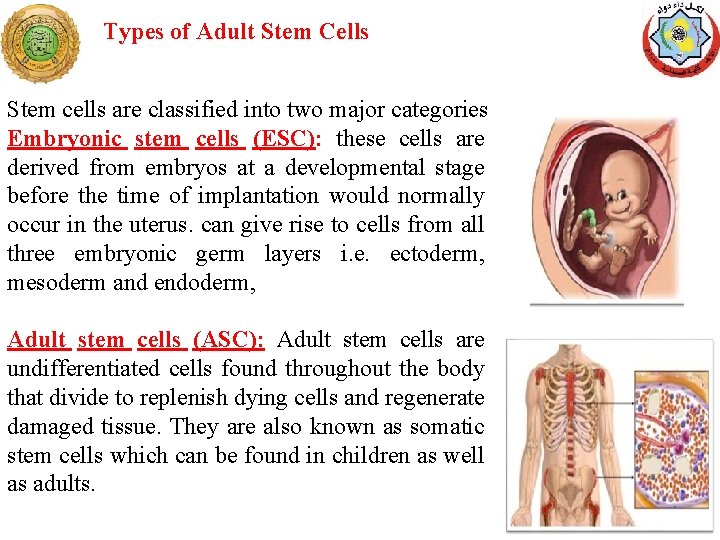 Types of Adult Stem Cells Stem cells are classified into two major categories Embryonic