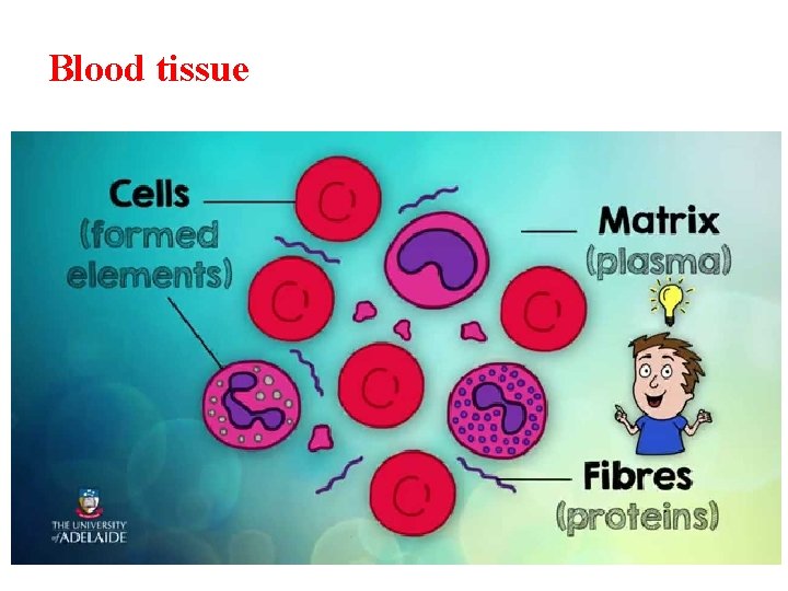 Blood tissue 