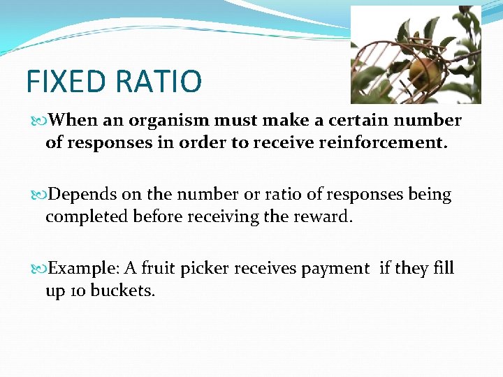 FIXED RATIO When an organism must make a certain number of responses in order