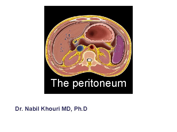 The peritoneum Dr. Nabil Khouri MD, Ph. D 