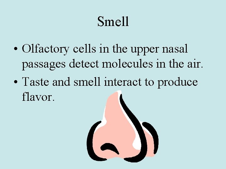 Smell • Olfactory cells in the upper nasal passages detect molecules in the air.
