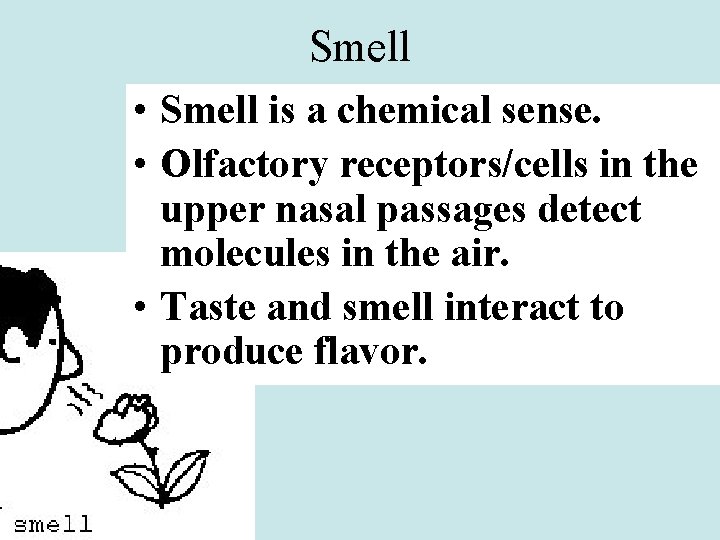 Smell • Smell is a chemical sense. • Olfactory receptors/cells in the upper nasal