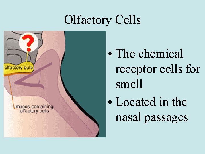 Olfactory Cells • The chemical receptor cells for smell • Located in the nasal